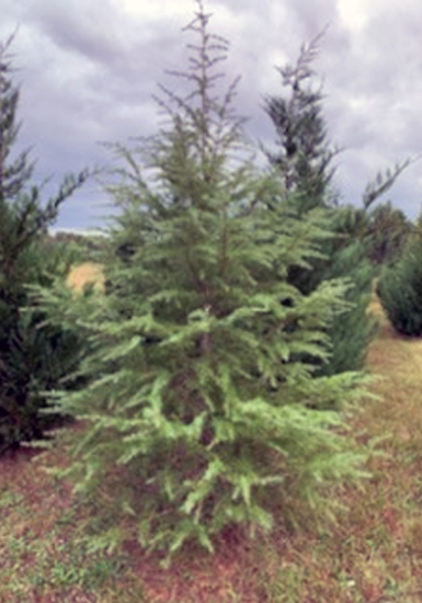 DeodarCedar