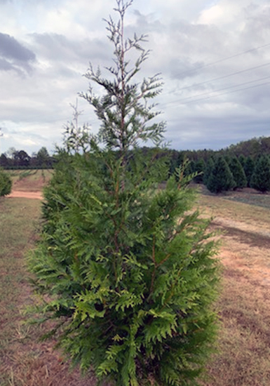 GreenGiantArborvitae
